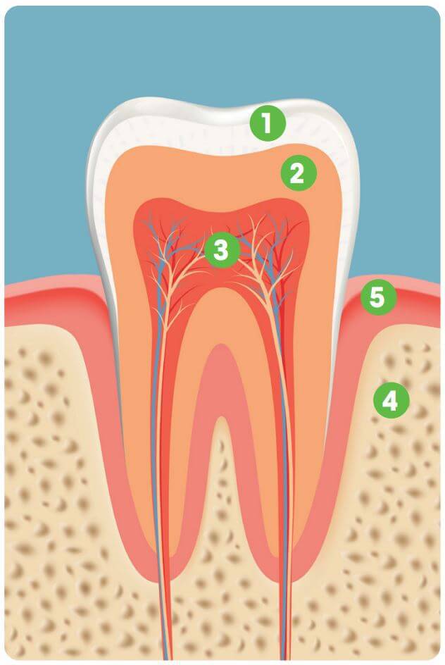 comment-est-composee-ma-dentition