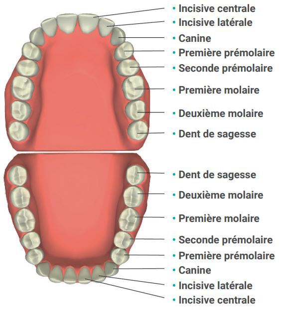 quel-role-pour-mes-dents