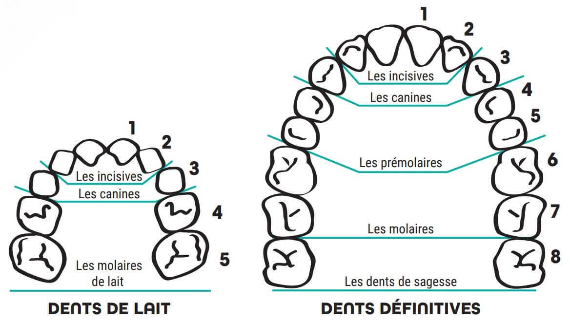 schema-mastication